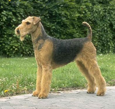 Airedale Terrier Size