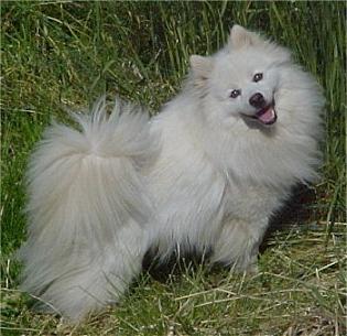 golden eskimo dog