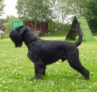 Standard Schnauzer Size