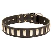 dog collar