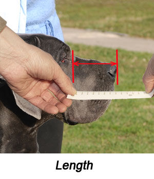 dog nose diagram