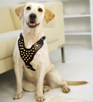 Labrador Harness