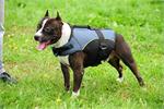 Weighted Dog Vest