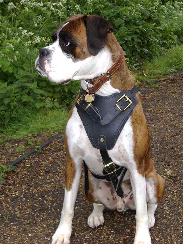 Boxer dog harness for Big dog