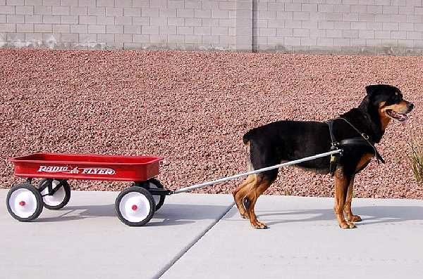 dog cart pulling harness