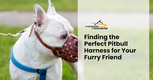 Finding the Perfect Pitbull Harness for Your Furry Friend