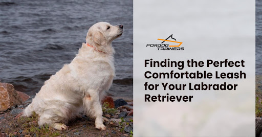 Finding the Perfect Comfortable Leash for Your Labrador Retriever