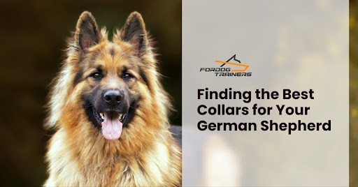 Finding the Best Collars for Your German Shepherd