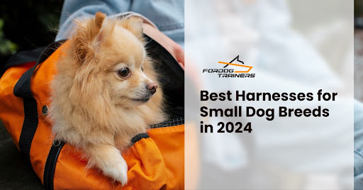 Best Harnesses for Small Dog Breeds