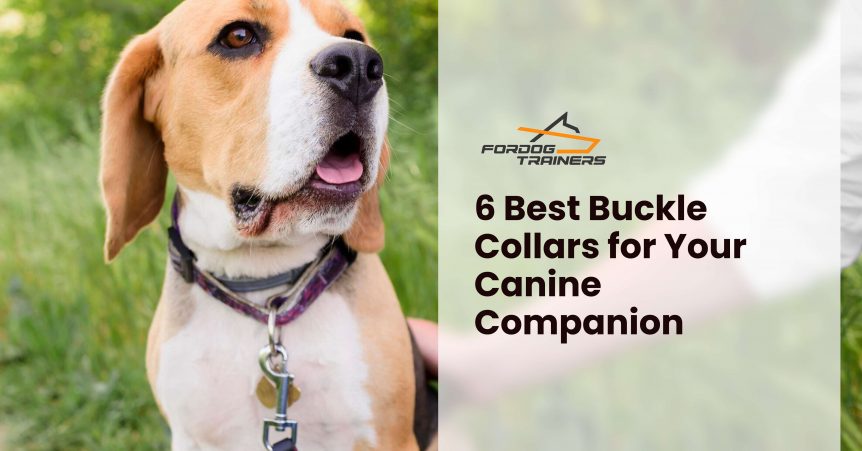 6 Best Buckle Collars for Your Canine Companion