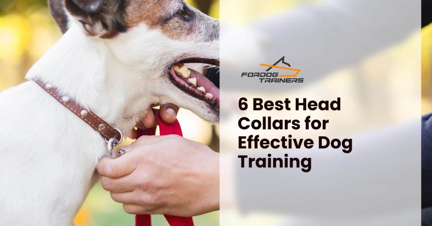 6 Best Head Collars for Effective Dog Training