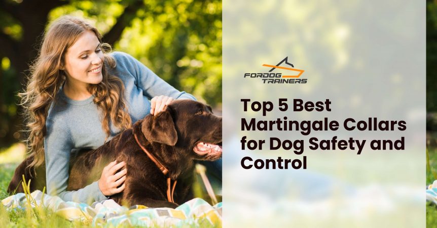 Top 5 Best Martingale Collars for Dog Safety and Control