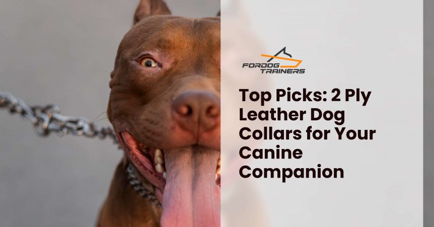 Top Picks_ 2 Ply Leather Dog Collars for Your Canine Companion