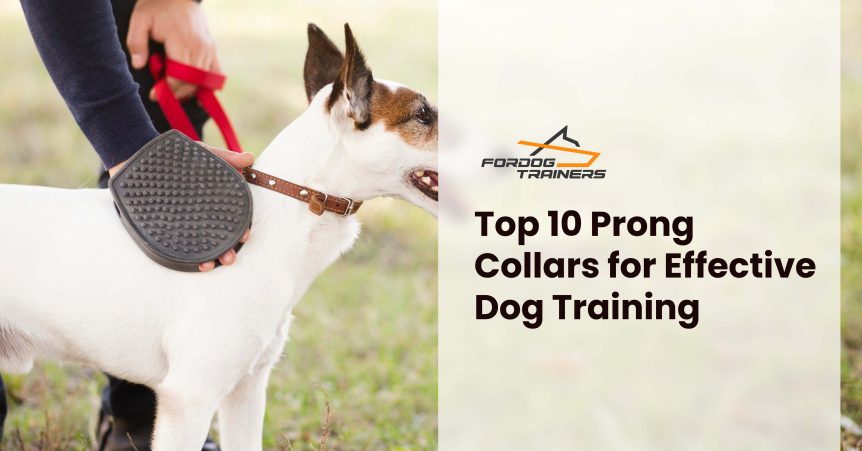 Top 10 Prong Collars for Effective Dog Training