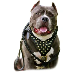 Baxter Dog Collar PM #DogsStuffHolder  Baxter dog, Dog accessories, Dog  training