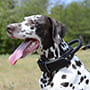 Heavy Duty Best Dog Collar for Training with Handle