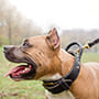 Heavy Duty Best Dog Collar for Training with Handle