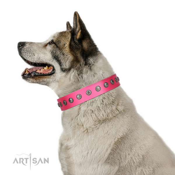 Decorated leather Akita Inu collar for comfortable walking