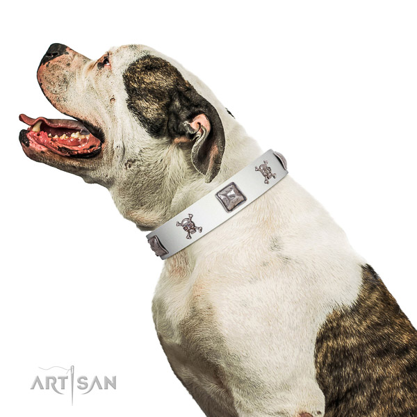 Walking top-notch quality walking leather American Bulldog collar