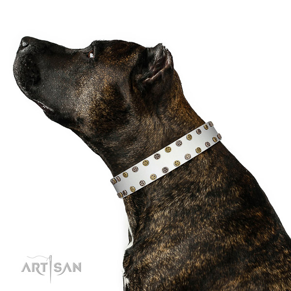 Designer leather Amstaff collar has amazing look