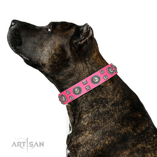 Handcrafted walking leather Amstaff collar