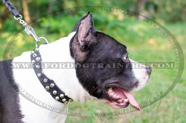 Leather Amstaff Collar Studded Dog Item