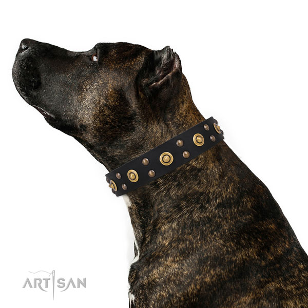 Amstaff comfy wearing dog collar of best quality leather