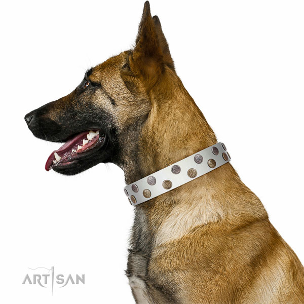 Extraordinary walking white leather Belgian Malinois collar with unusual decorations