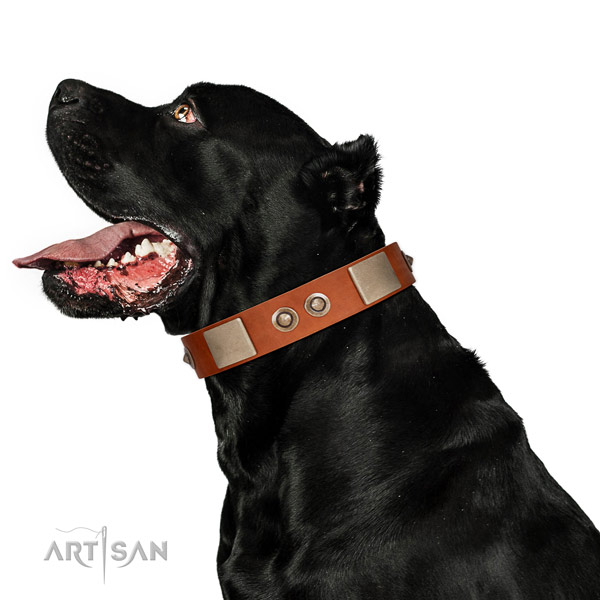 Smooth Leather Cane Corso Collar with Stylish Adornments