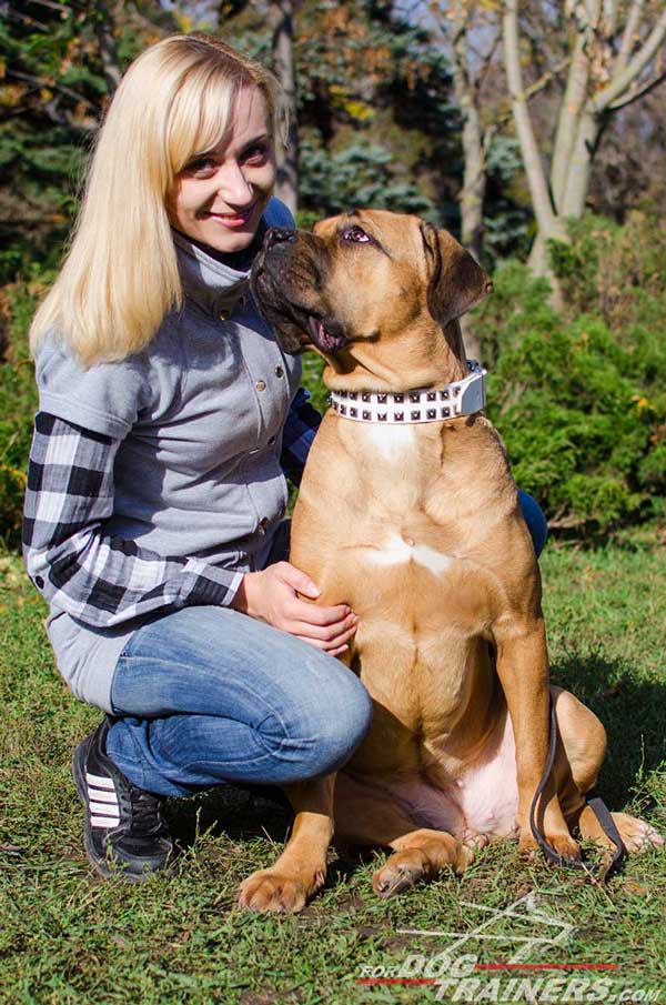 Skillfully Studded White Leather Dog Collar for Cane Corso