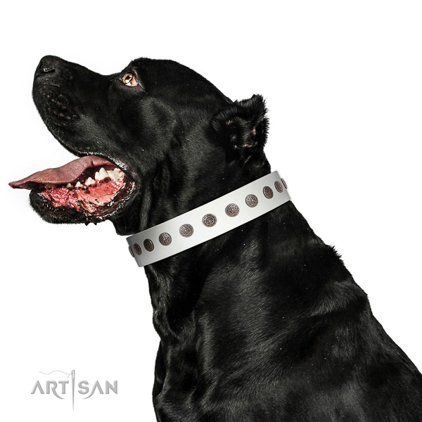 Handcrafted leather Cane Corso collar for walking