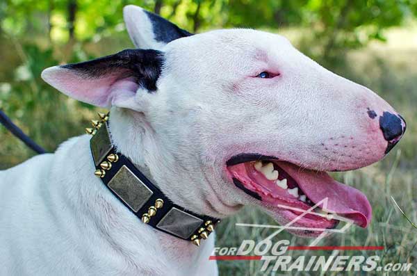 Leather Dog Collar for Bull Terrier