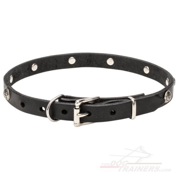 Dog Collar with Silver-Like Buckle and Strong D-Ring