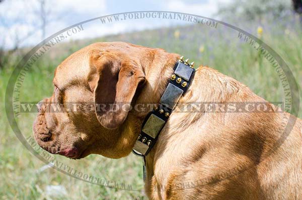 Dogue-De-Bordeaux Collar Leather with Plates and Spikes