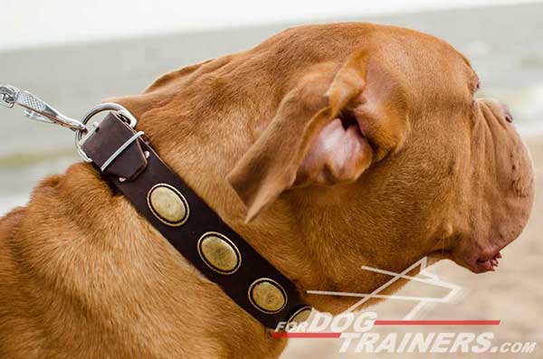 Dogue de Bordeaux Collar Leather Designer Plates English Bulldog Collar Leather Decorated Plates Walking Dog Gear