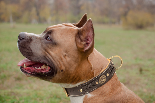Training Leather Dog Collar on Amstaff