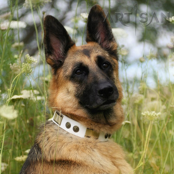 Brynn German Shepherd Wearing Stylish Walking White Leather Collar