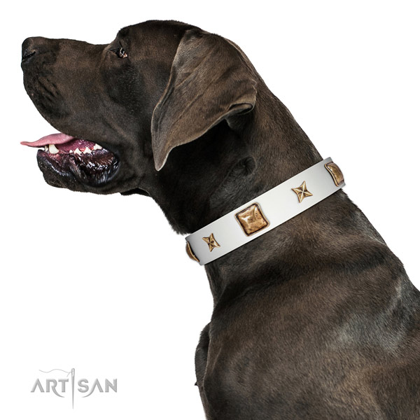 Wonderful Artisan leather Great Dane collar for better control