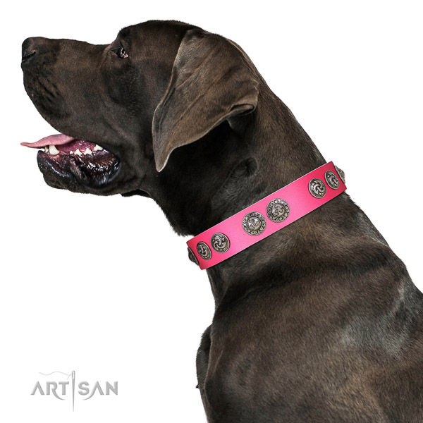 Royal look natural genuine leather Great Dane collar for perfect fit