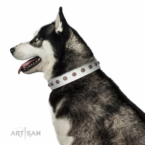 Extraordinary walking white leather Husky collar with chic decorations