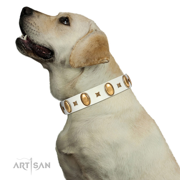 Extraordinary walking white leather Labrador collar with chic decorations