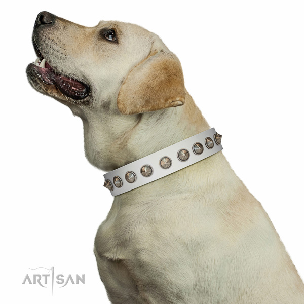 Extraordinary walking white leather Labrador collar with decorations