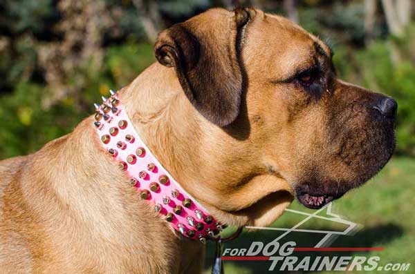 Deluxe Leather Dog Collar in Bright Pink