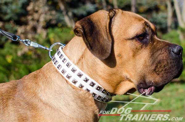 Cane Corso Collar Studded White Leather