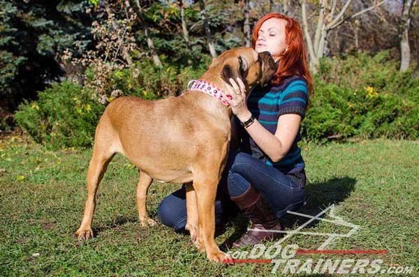 Pink Designer Leather Cane Corso Collar for Walking