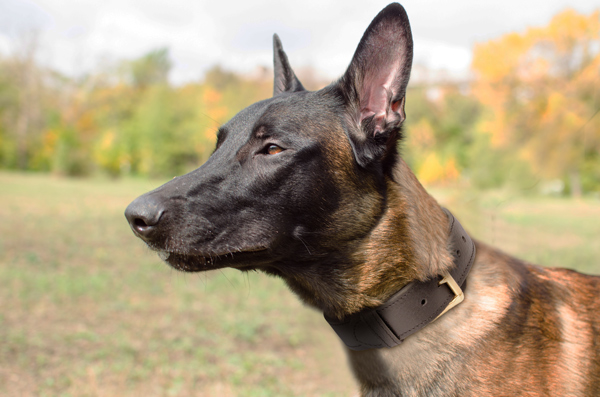 Leather Dog Collar on Malinois