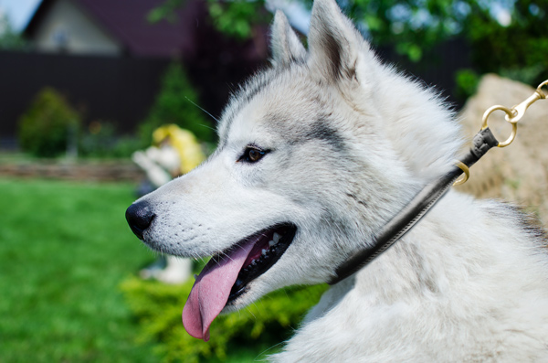 Rolled Leather Dog Collar on Siberian Husky