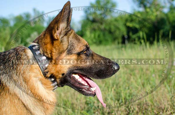 Decorated leather dog collar for German Shepherd