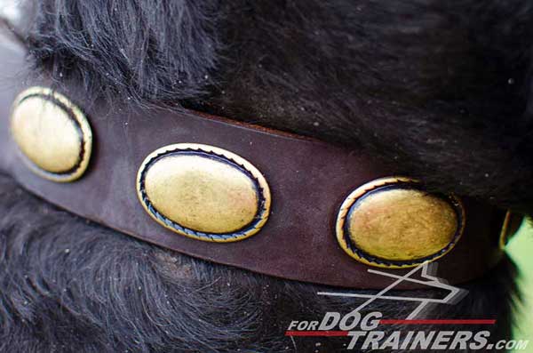 Decorative Brass Plates on Leather Dog Collar