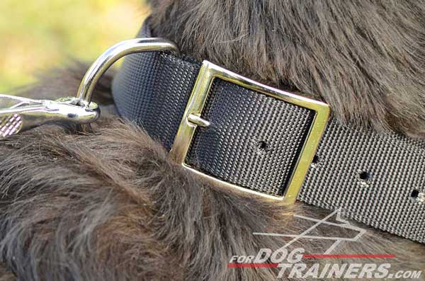 Durable Hardware on Nylon Dog Collar
